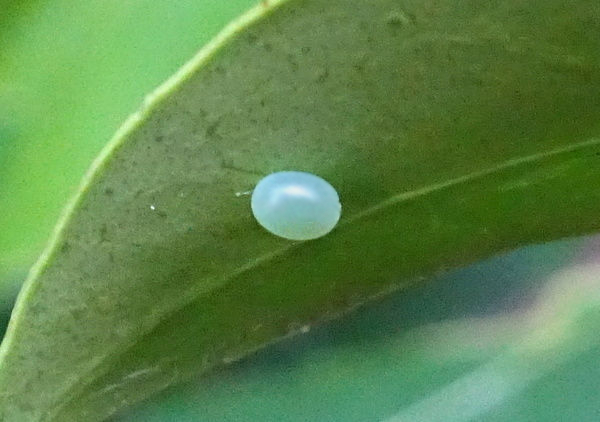 Egg of Dolbina grisea, ex Phandar, Gilgit-Baltistan, Pakistan, 2500m, bred 2022, leg. Serge Yevdoshenko. Photo: &copy; Tony Pittaway.