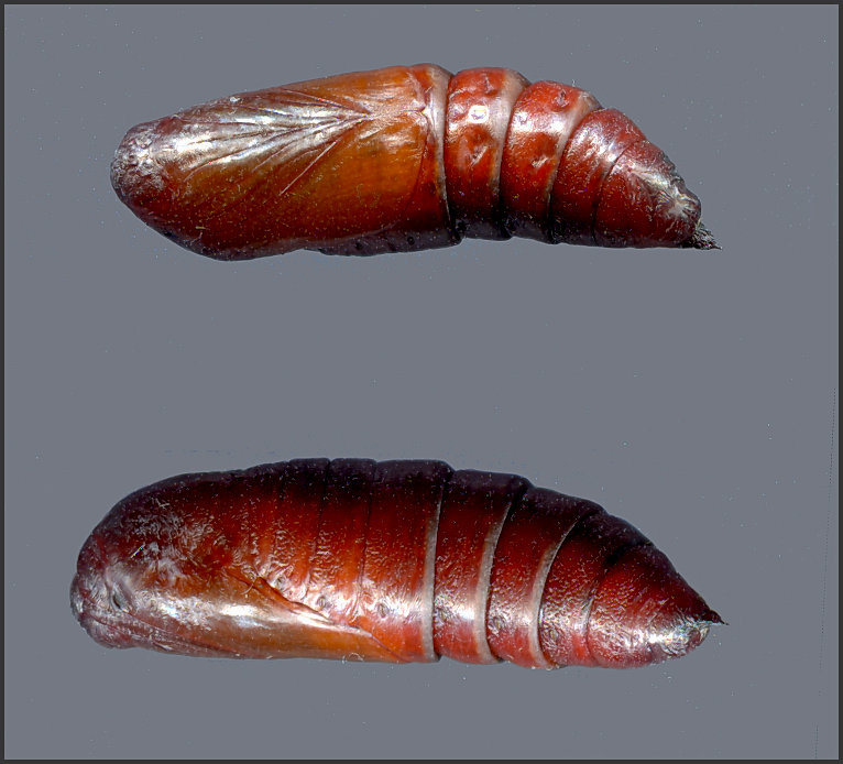 Pupa of Dolbina grisea, ex Phandar, Gilgit-Baltistan, Pakistan, 2500m, bred 2022, leg. Serge Yevdoshenko. Photo: &copy; Tony Pittaway.