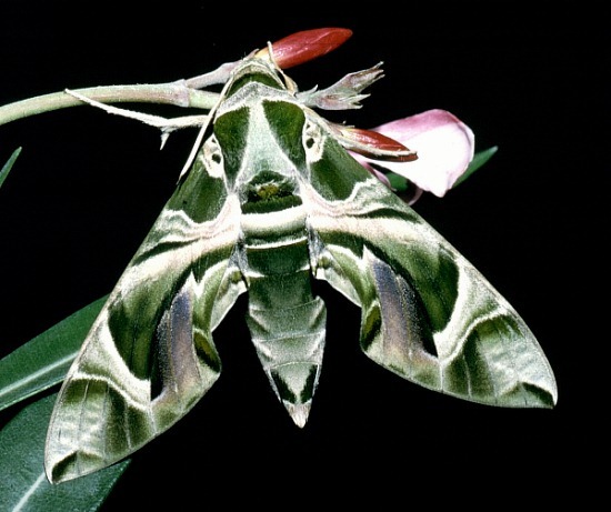 Female Daphnis nerii, Hofuf, eastern Saudi Arabia. Photo: &copy; Tony Pittaway