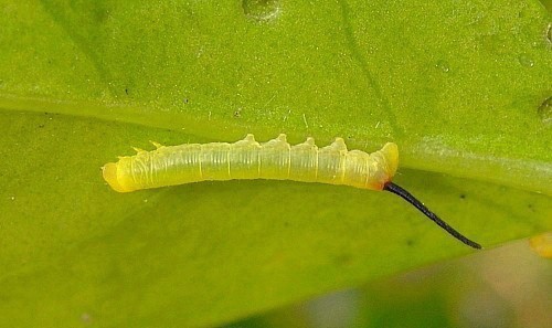 First instar larva of Daphnis nerii, Malta. Photo: &copy; Tony Pittaway