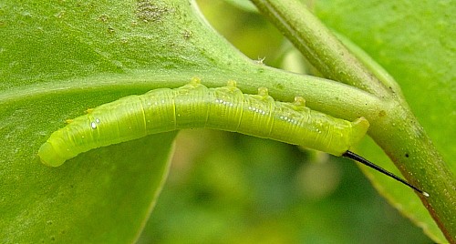 Second instar larva of Daphnis nerii, Malta. Photo: &copy; Tony Pittaway