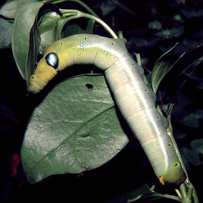 Full-grown green larval form of Daphnis nerii, Greece. Photo: &copy; Tony Pittaway