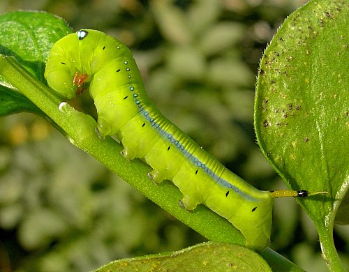 Alarmed fourth instar green larval form of Daphnis nerii, Malta. Photo: &copy; Tony Pittaway