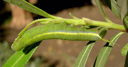 Fourth instar green larval form of Daphnis nerii, Aswan, Egypt, 23.xii.2008. Photo: &copy; Tony Pittaway