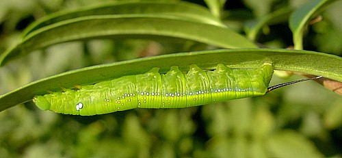 Third instar larva of Daphnis nerii, Malta. Photo: &copy; Tony Pittaway