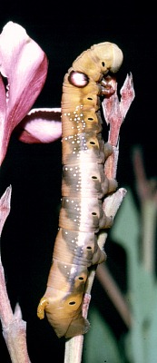 Full-grown brown larval form of Daphnis nerii, Hofuf, eastern Saudi Arabia. Photo: &copy; Tony Pittaway