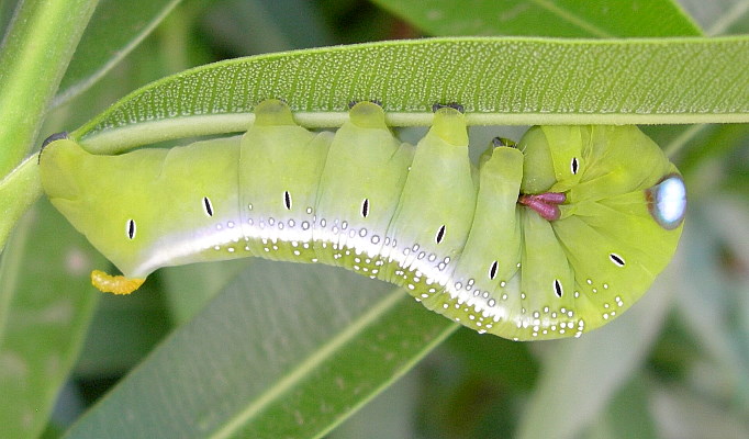 Near full-grown green larval form of Daphnis nerii in alarm posture, Imbros, Crete, Greece, 12.viii.2011. Photo: &copy; Tony Pittaway