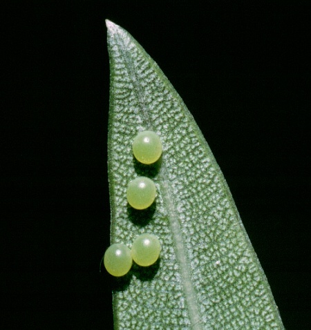 Eggs of Daphnis nerii, Hofuf, eastern Saudi Arabia. Photo: &copy; Tony Pittaway