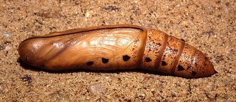Pupa of Daphnis nerii, Hofuf, eastern Saudi Arabia. Photo: &copy; Tony Pittaway.