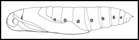 Pupa of Daphnis nerii, Hofuf, eastern Saudi Arabia. Image: &copy; Tony Pittaway.