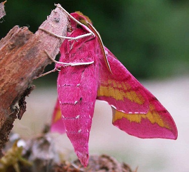 Deep pink form of Deilephila porcellus, southern France. Photo: &copy; Jean Haxaire.