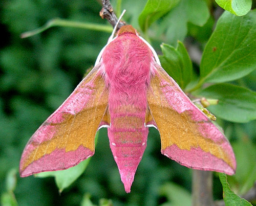 Deilephila porcellus, Oxfordshire, England. Photo: &copy; Tony Pittaway.
