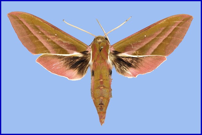 Male Deilephila rivularis. Photo: &copy; NHMUK.