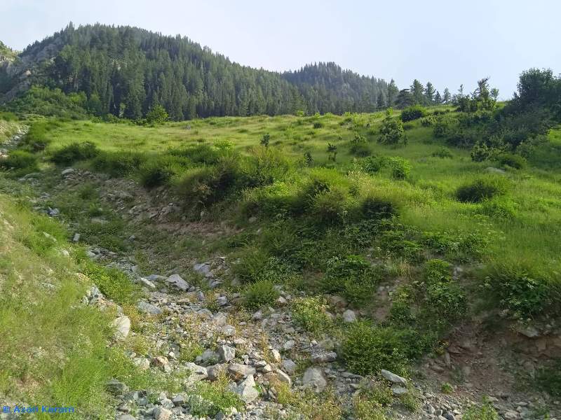 Typical habitat of Deilephila rivularis, Utror, Swat Valley, Khyber Pakhtunkhwa, Pakistan. Photo: &copy; Azan Karam.