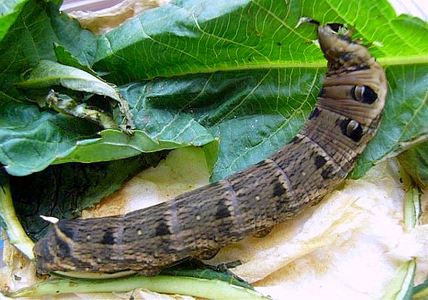 Full-grown larva of Deilephila rivularis, Himachal Pradesh, India. Photo: &copy; Robert Tanner.
