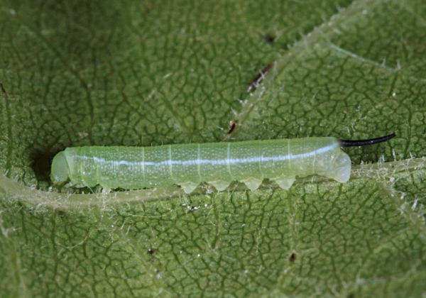 First instar larva of Deilephila rivularis, Gilgit-Baltistan, Pakistan, bred 2018/19. Photo: &copy; Jean Haxaire.