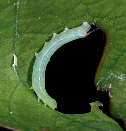 Second instar larva of Deilephila rivularis, Gilgit-Baltistan, Pakistan, bred 2018/19. Photo: &copy; Jean Haxaire.