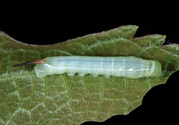 Third instar larva of Deilephila rivularis, Gilgit-Baltistan, Pakistan, bred 2018/19. Photo: &copy; Jean Haxaire.