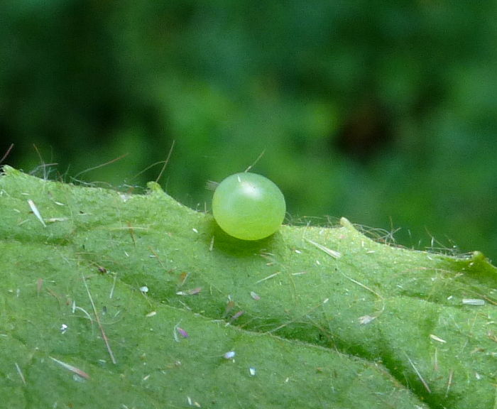 Egg of Deilephila rivularis, Gilgit-Baltistan, Pakistan, bred 2018/19, leg. Serge Yevdoshenko. Photo: &copy; Tony Pittaway.