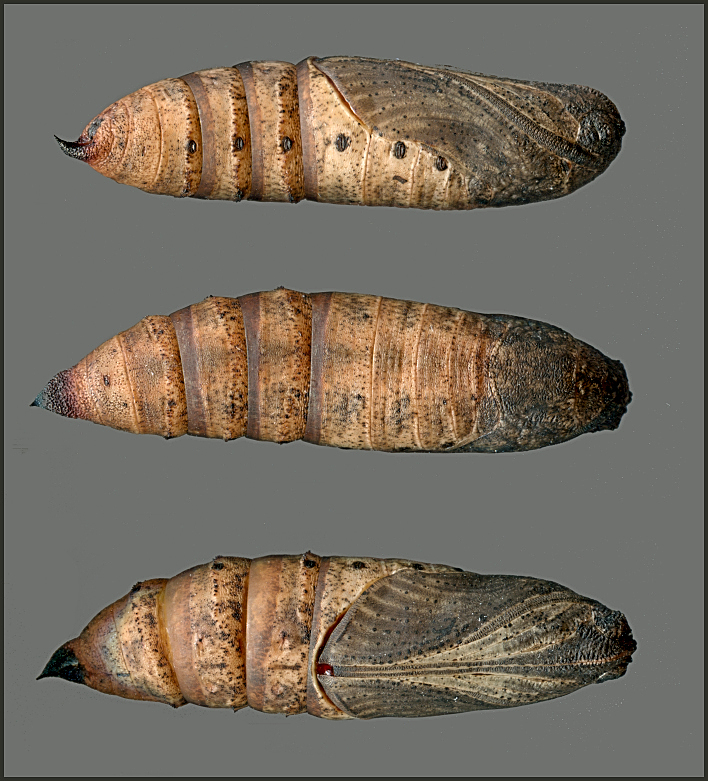 Pupa of Deilephila rivularis, Gilgit-Baltistan, Pakistan, 2018, leg. Serge Yevdoshenko. Photo: &copy; Tony Pittaway.