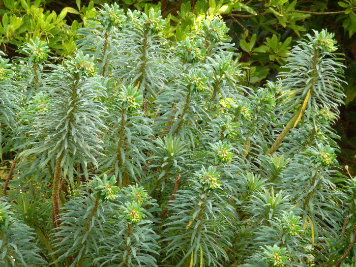 Euphorbia characias, a major hostplant in Turkey. Photo: &copy; Tony Pittaway.