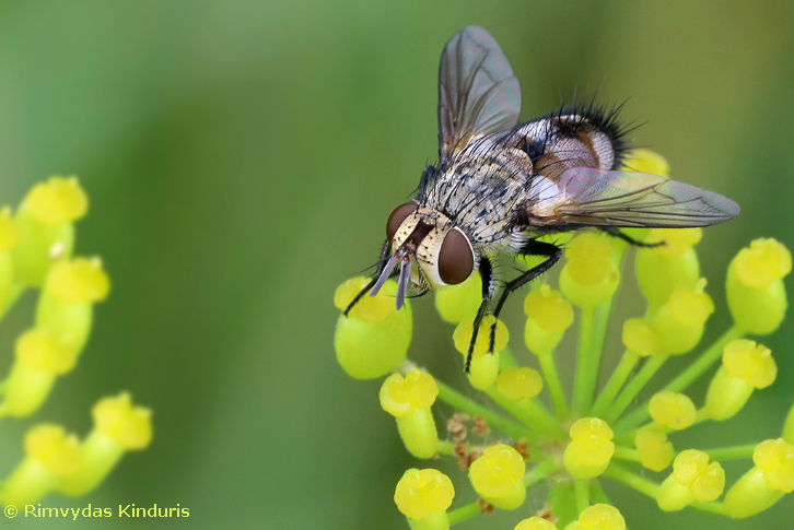 Adult of Frontina laeta, Lithuania, 17.vii.2022. Photo: &copy; Rimvydas Kinduris.