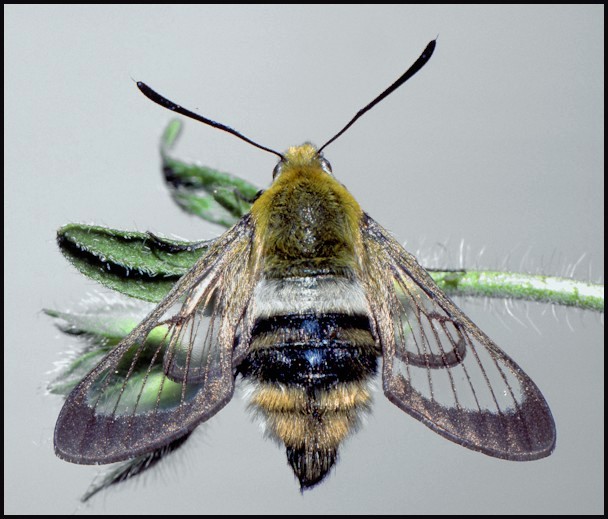 Hemaris aksana, Morocco. Photo: &copy; Tony Pittaway.