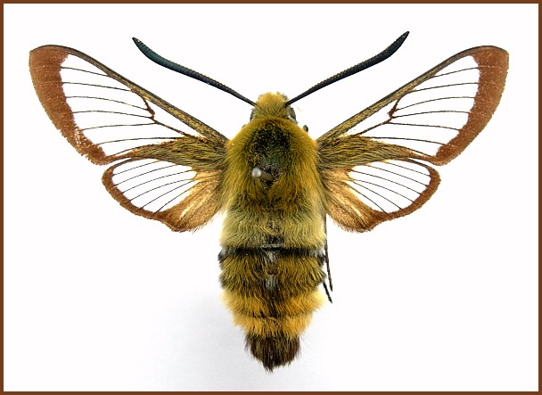 Male Hemaris aksana, Ifrane, Morocco. Photo: &copy; Tony Pittaway.