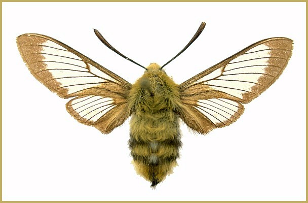 Adult Hemaris alaiana, Alayskiy Khrebat, western Tian Shan, Tajikistan. Photo: &copy; Tony Pittaway, NHMUK.
