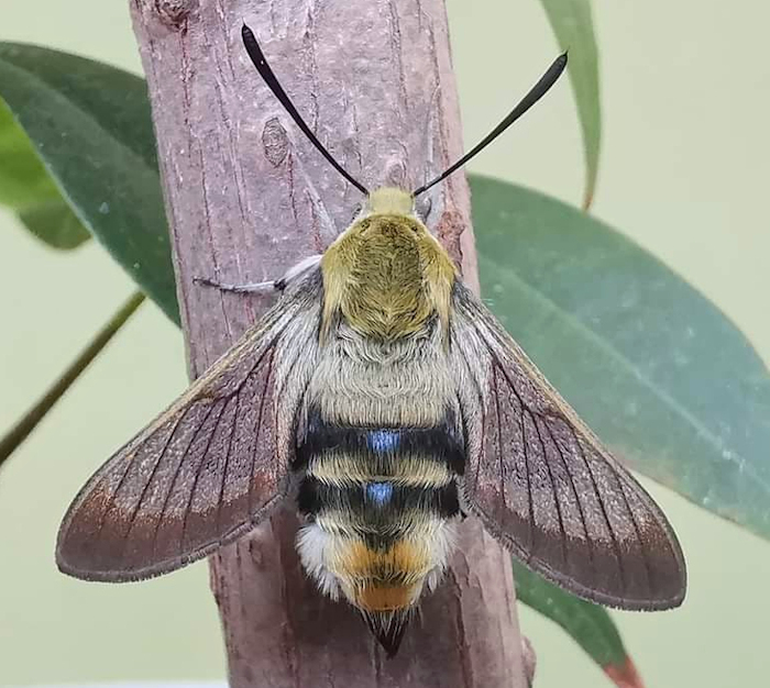 Bred Hemaris alaiana with pre-flight scales, near Bishkek, Kyrgyzstan. Photo: &copy; Serge Yevdoshenko, 2020.