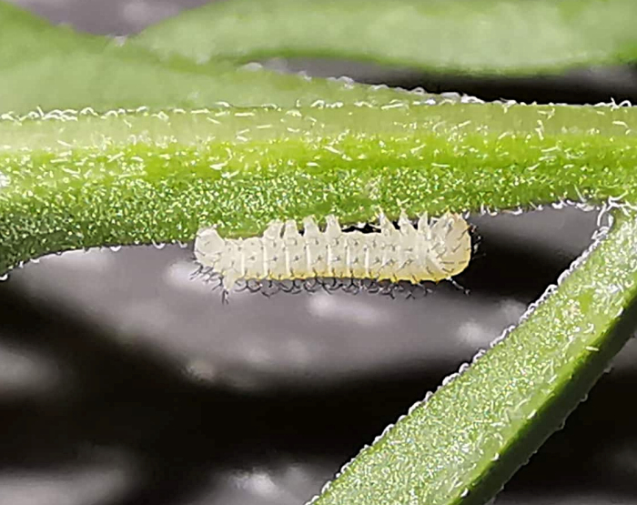 First instar larva of Hemaris alaiana, near Bishkek, Kyrgyzstan. Photo: &copy; Serge Yevdoshenko, 2019.