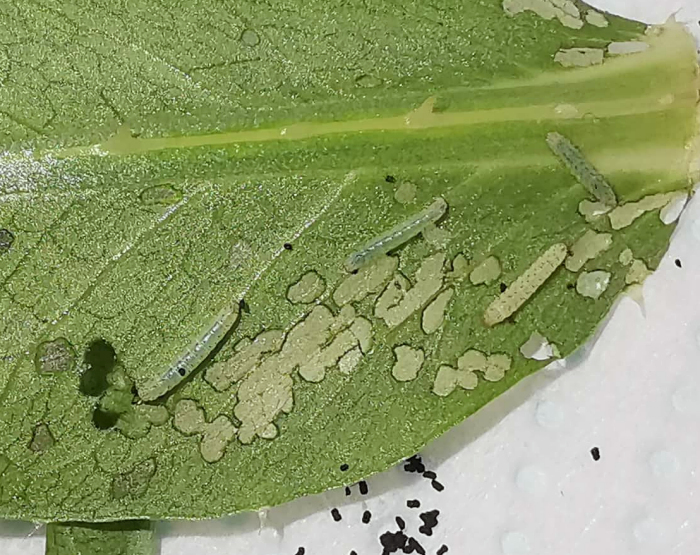 Early and late first instar larva of Hemaris alaiana, near Bishkek, Kyrgyzstan. Photo: &copy; Serge Yevdoshenko, 2019.