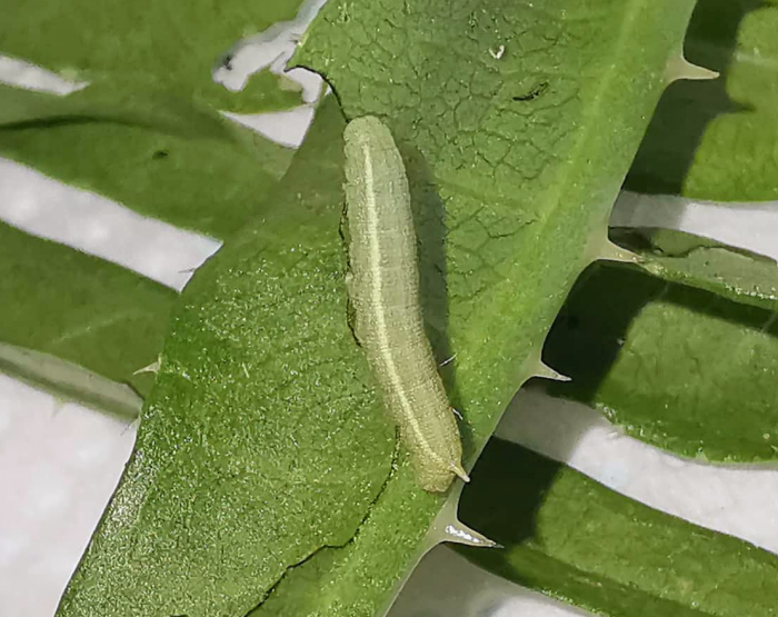 Third instar larva of Hemaris alaiana, near Bishkek, Kyrgyzstan. Photo: &copy; Serge Yevdoshenko, 2019.