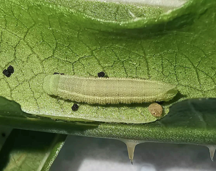 Fourth instar larva of Hemaris alaiana, near Bishkek, Kyrgyzstan. Photo: &copy; Serge Yevdoshenko, 2019.