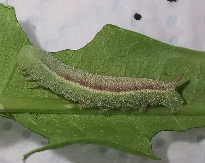 Early final instar larva of Hemaris alaiana, near Bishkek, Kyrgyzstan. Photo: &copy; Serge Yevdoshenko, 2019.