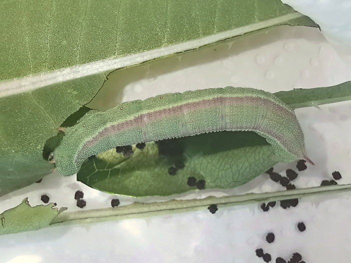 Late final instar larva of Hemaris alaiana, near Bishkek, Kyrgyzstan. Photo: &copy; Serge Yevdoshenko, 2019.