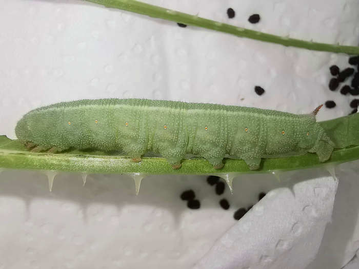 Late final instar larva of Hemaris alaiana (without red coloration), near Bishkek, Kyrgyzstan. Photo: &copy; Serge Yevdoshenko, 2019.
