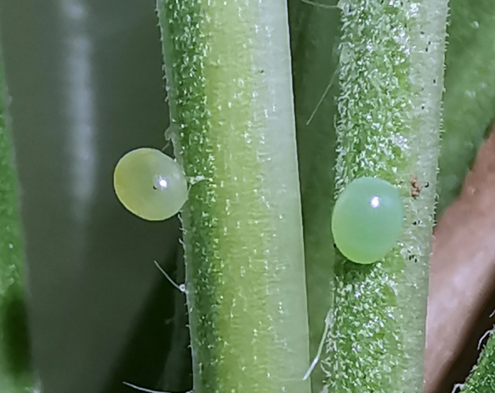 Eggs of Hemaris alaiana, near Bishkek, Kyrgyzstan. Photo: &copy; Serge Yevdoshenko, 2019.