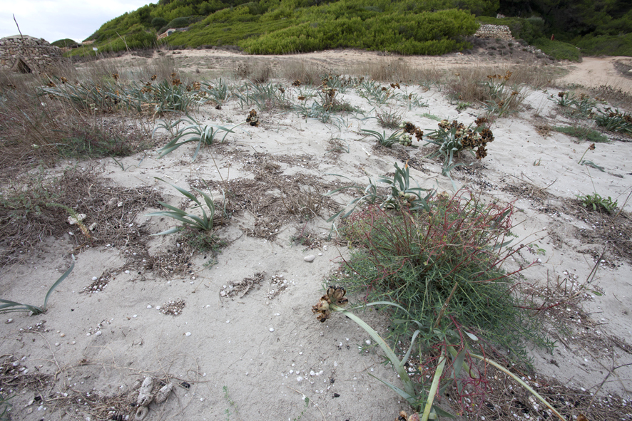 Typical habitat of Hyles dahlii, Menorca. Photo: &copy; Frank Deschandol.