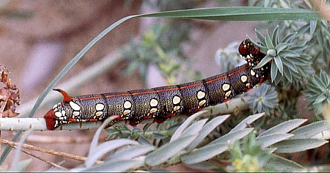 Larva of Hyles dahlii, Mallorca. Photo: &copy; Jan Meerman.