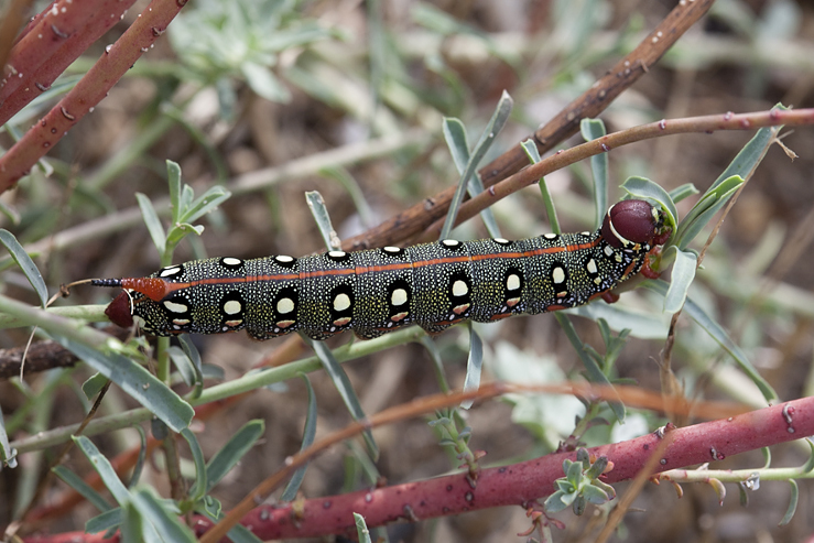 Larva of Hyles dahlii, Menorca. Photo: &copy; Frank Deschandol.
