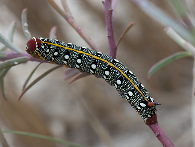 Larva of Hyles dahlii, Menorca. Photo: &copy; Frank Deschandol.