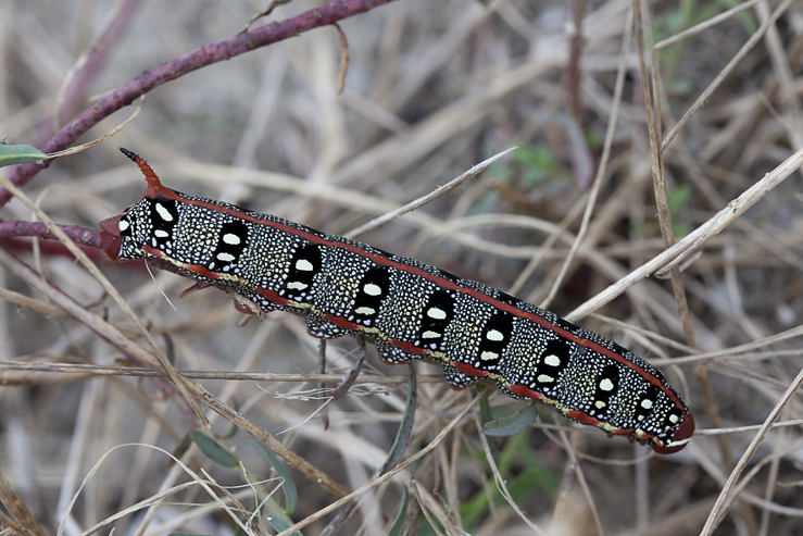 Larva of Hyles dahlii, Menorca. Photo: &copy; Frank Deschandol.