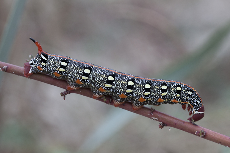 Larva of Hyles dahlii, Menorca. Photo: &copy; Frank Deschandol.