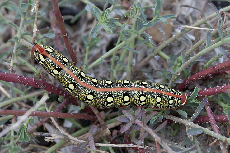 Larva of Hyles dahlii, Menorca. Photo: &copy; Frank Deschandol.