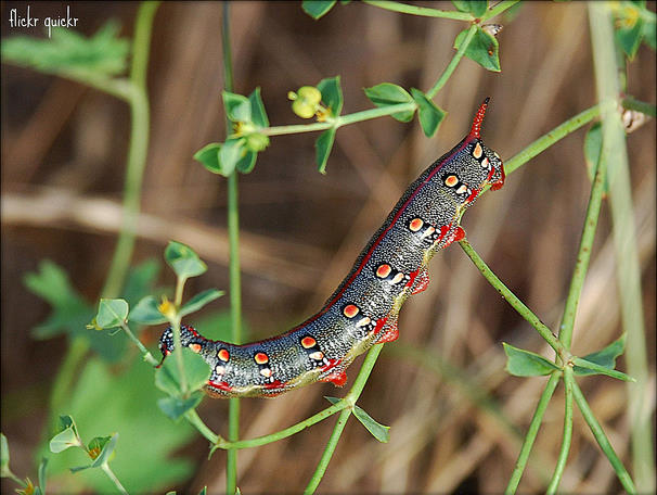 Larva of Hyles dahlii, S'Albufera, Mallorca. Photo: &copy; 'Flickr Quickr'.