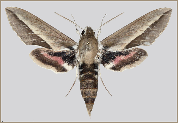 Male Hyles hippophaes bienerti f. baltistana, Sudhan Gali, Bagh District, Azad Kashmir, Pakistan, 7000', vii. 2012. Leg. Abdul Azeemi. Photo: &copy; Mark Vincent.