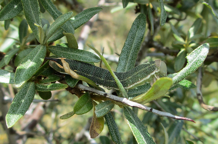 Near full-grown larva Hyles hippophaes bienerti on Hippophae rhamnoides, ex Crimea, Ukraine. Photo: &copy; Pascal R�gnier.