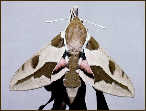 Female Hyles nicaea castissima, Algeria. Photo: &copy; Tony Pittaway.
