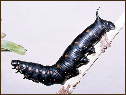 Black larval form of Hyles nicaea castissima, Algeria. Photo: &copy; Tony Pittaway.